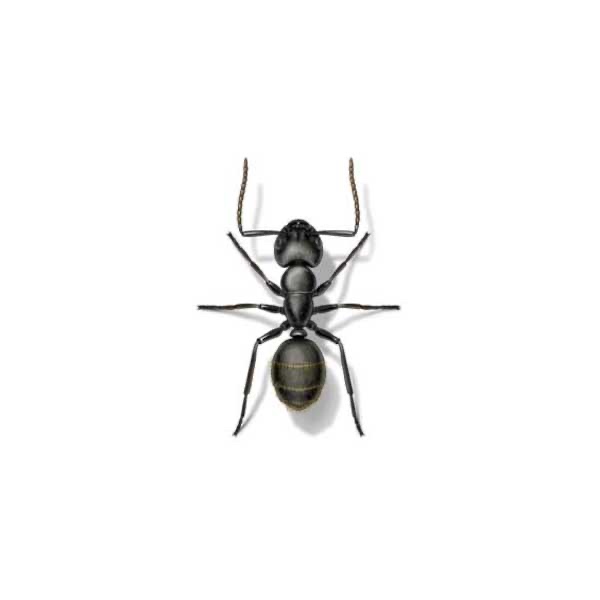 Ant pest close-up