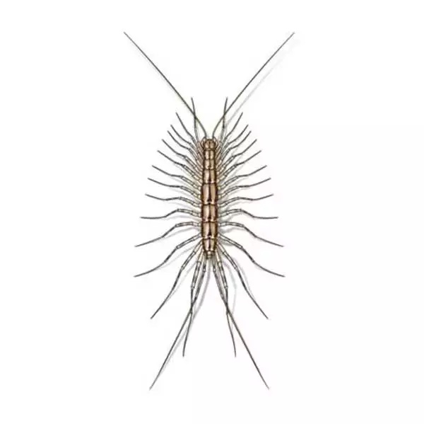 Centipede pest close-up