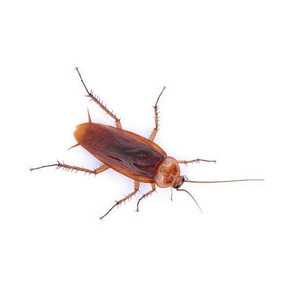 Cockroach pest close-up