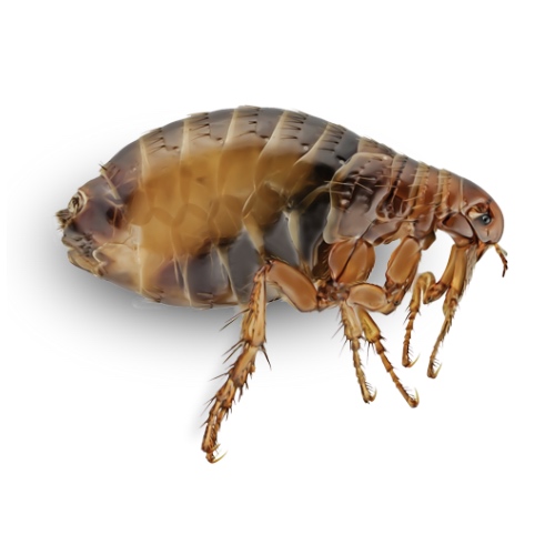 Flea pest close-up