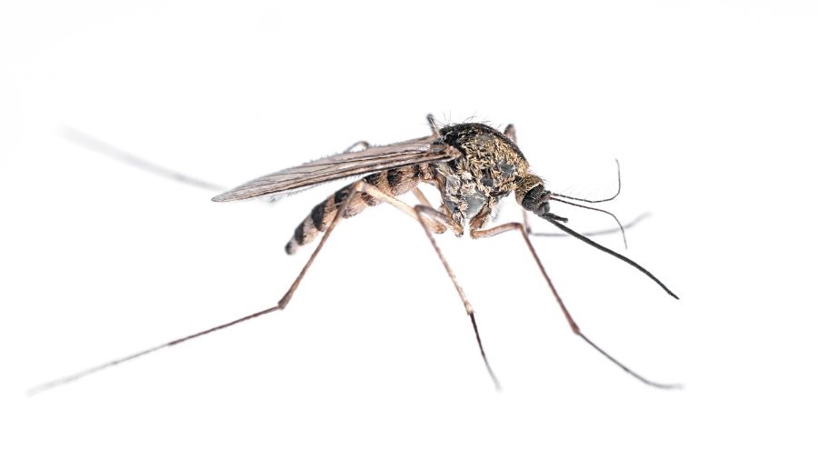 Mosquito pest close-up