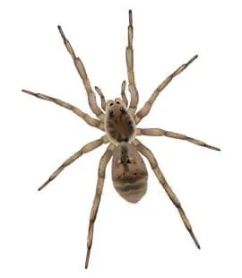 Spider pest close-up