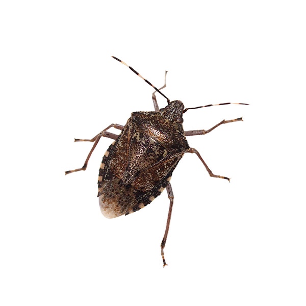 Stink bug pest close-up