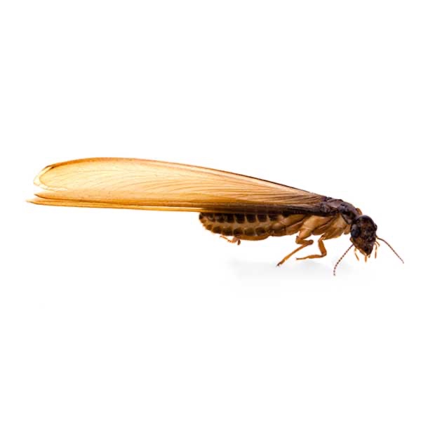 Termite pest close-up