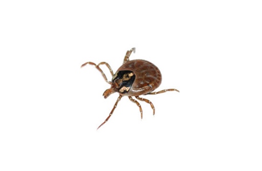 Tick pest close-up