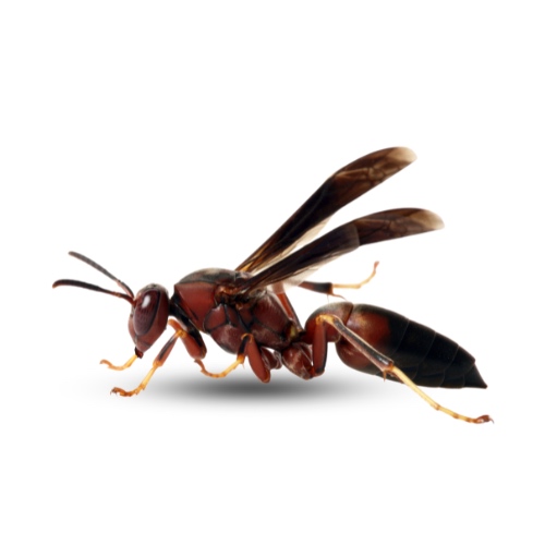 Wasp pest close-up